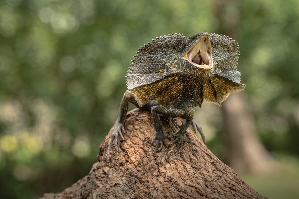 こいつ盛ってんな　話を盛る男への上手な対応
男性は何故盛るの？
エリマキトカゲの写真