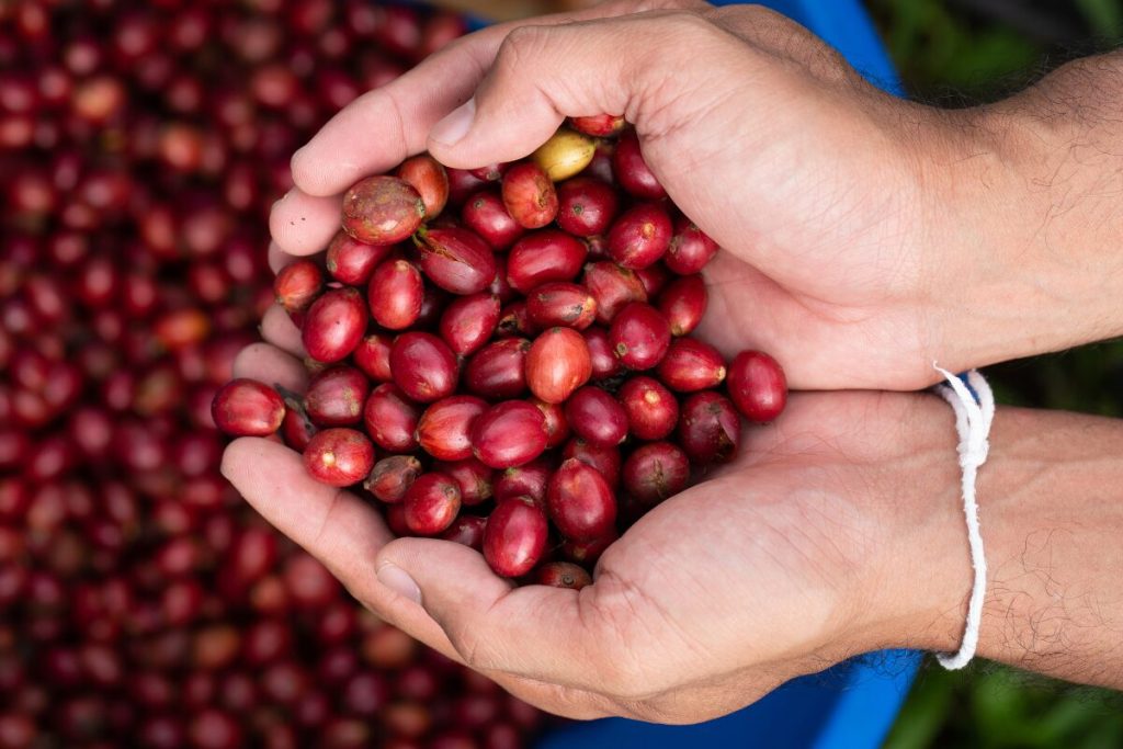 ちょっとコーヒーブレイク
コーヒーの起源
コーヒー豆の写真
