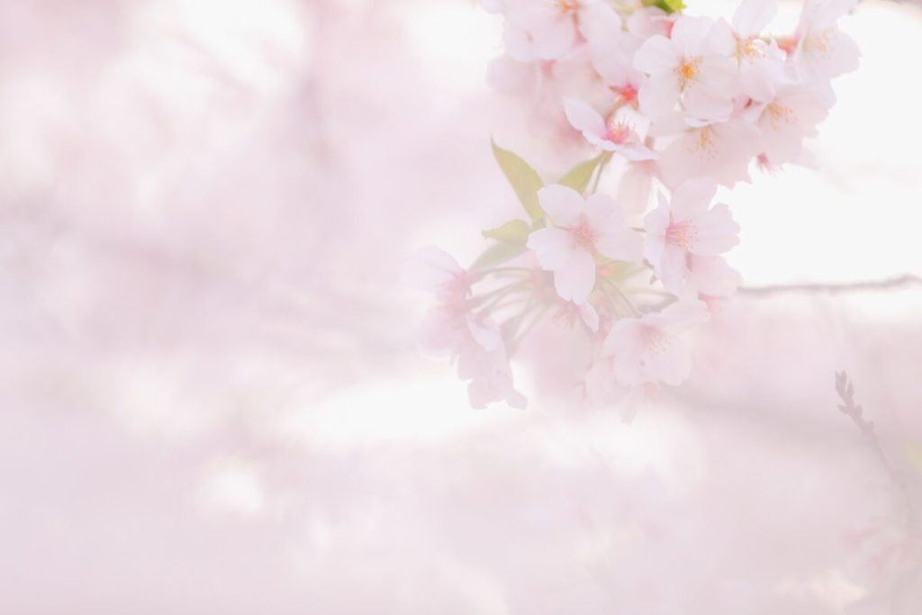 春に新しい恋へ踏み出す方法
新しい環境が恋愛を後押し
さくらの花びら