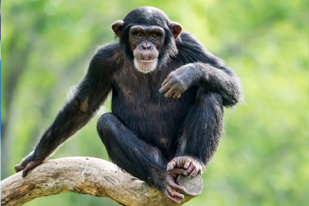 ダンナに結婚して良かったと思わせたら倦怠期なんてなくなる
そりゃ倦怠期になるわ
チンパンジーの写真