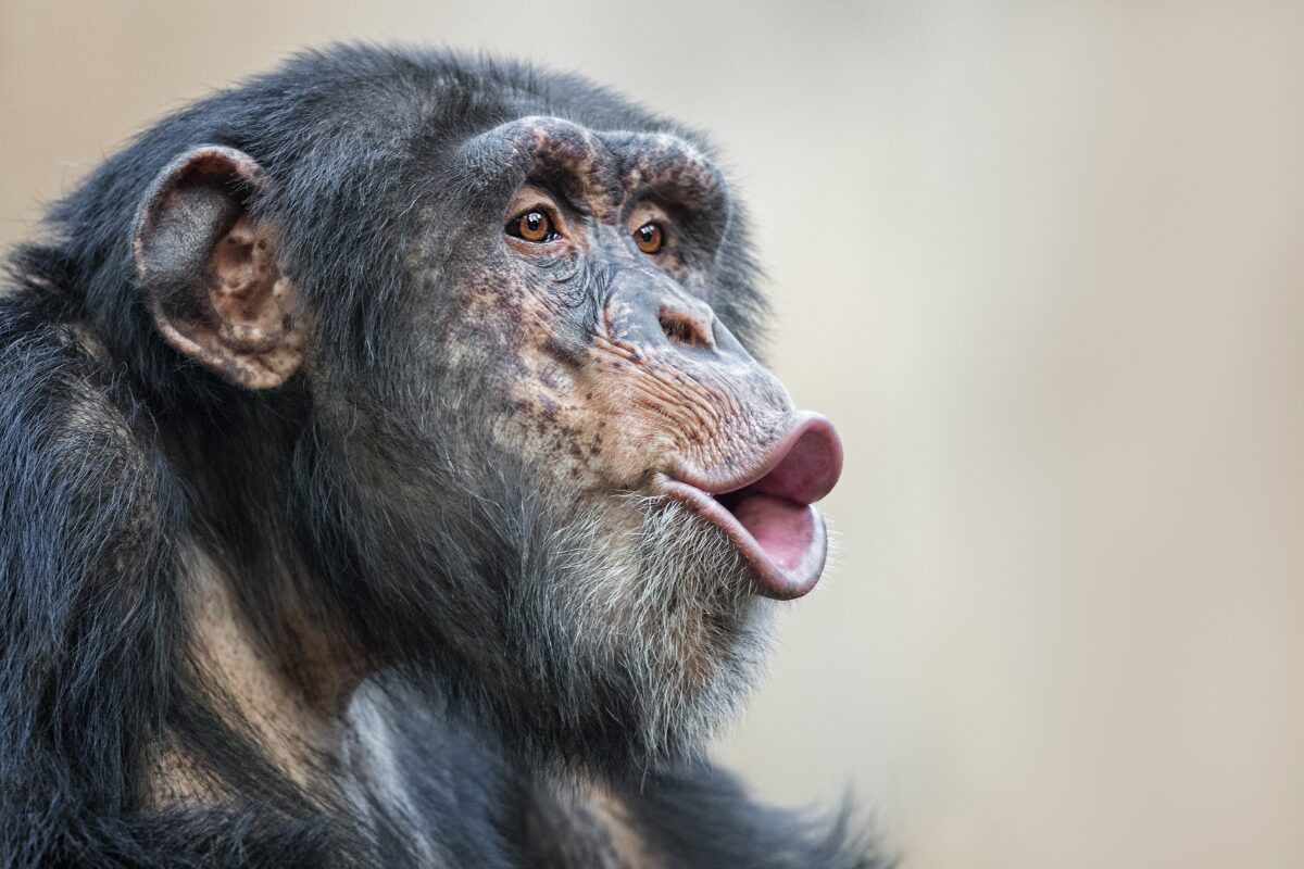 好かれたい女性の最終手段　男性の本能にうったえかける ヘアメイクやファッション、行動や仕草をどれだけ研究しても成果のなかったあなたへ。「もういいや一人で生きていく。」と決める前に読んで下さい。