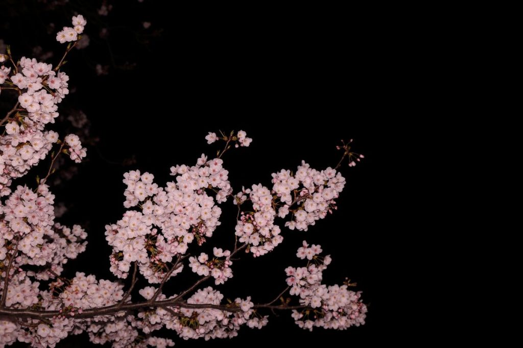 全員悪人　マッチングアプリに潜む闇の住人5選
サクラ
桜の写真