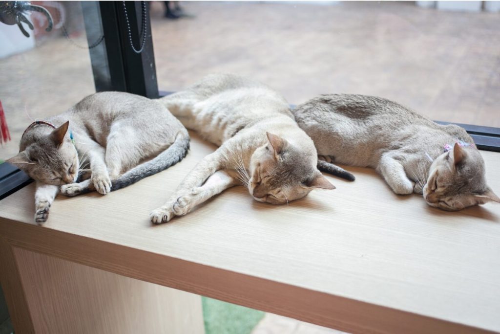 旦那が気付かない間に夫婦の倦怠期を乗り越える
慣れちゃいます
猫がのんびり外で寝ている写真