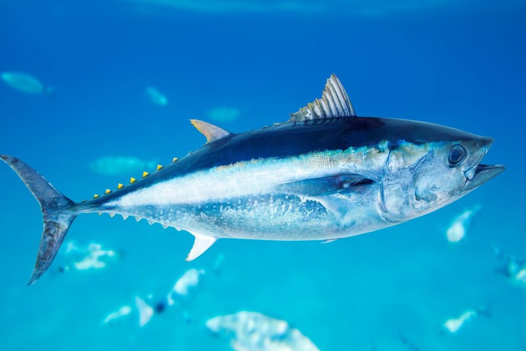 恋は遠い日の花火…だったかも
DHAと脳細胞ネットワーク
青魚の写真

