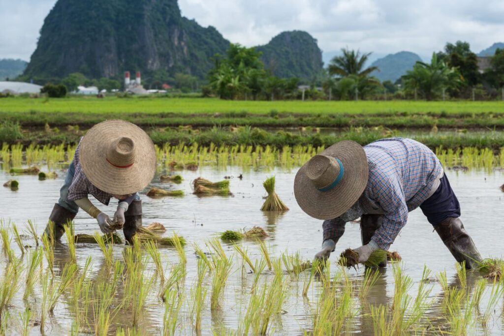 いじめ　同調圧力　村八分
村八分
農村の風景