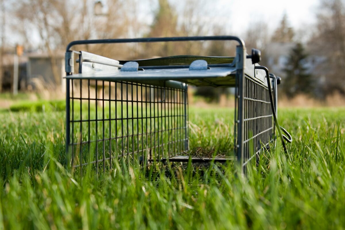 もう罠をしかけるしかない！ どれだけ追いかけてもかなわない恋ばかりに疲れてしまったあなた。もう恋なんてしない！なんて言ってないでたまには待つ恋も覚えましょう。