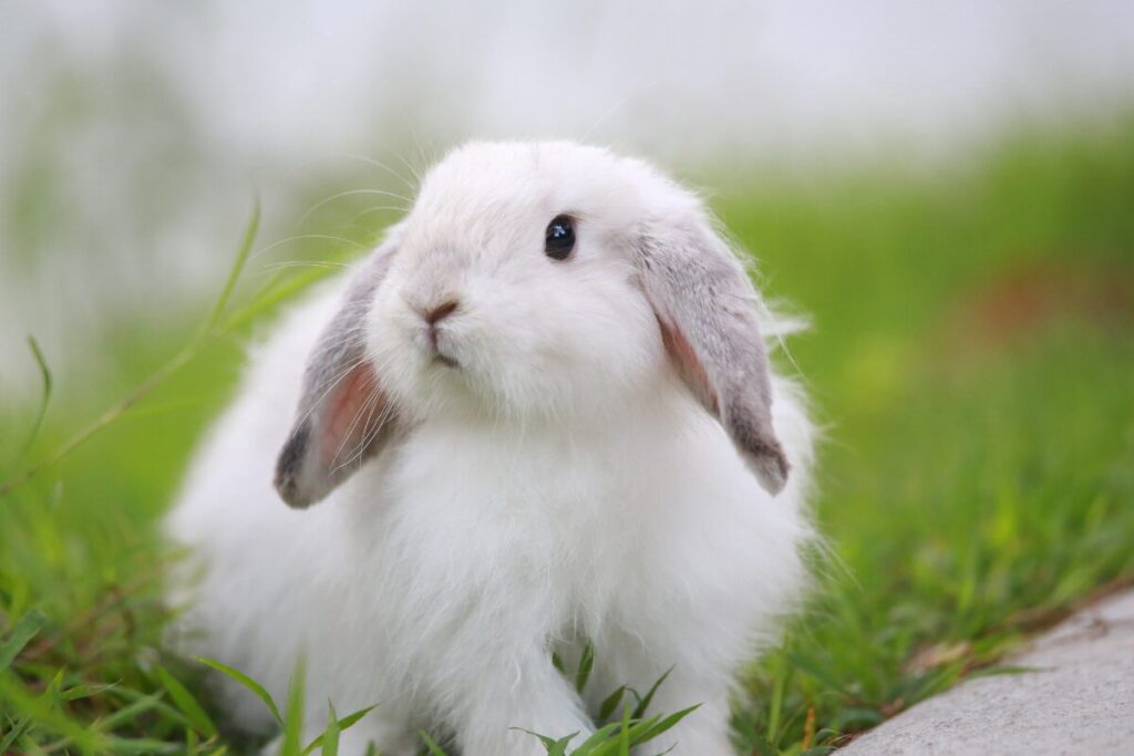 弱者が弱者から搾取する世界
詐欺の歴史は絶望的
白いうさぎ