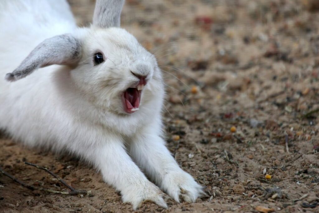 弱者が弱者から搾取する世界
弱者の商売
攻撃するうさぎ