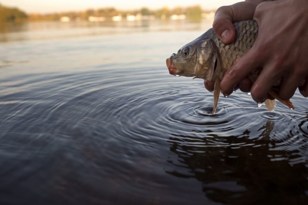 もう罠をしかけるしかない！
狙った魚じゃない場合
釣った魚を海に返す写真