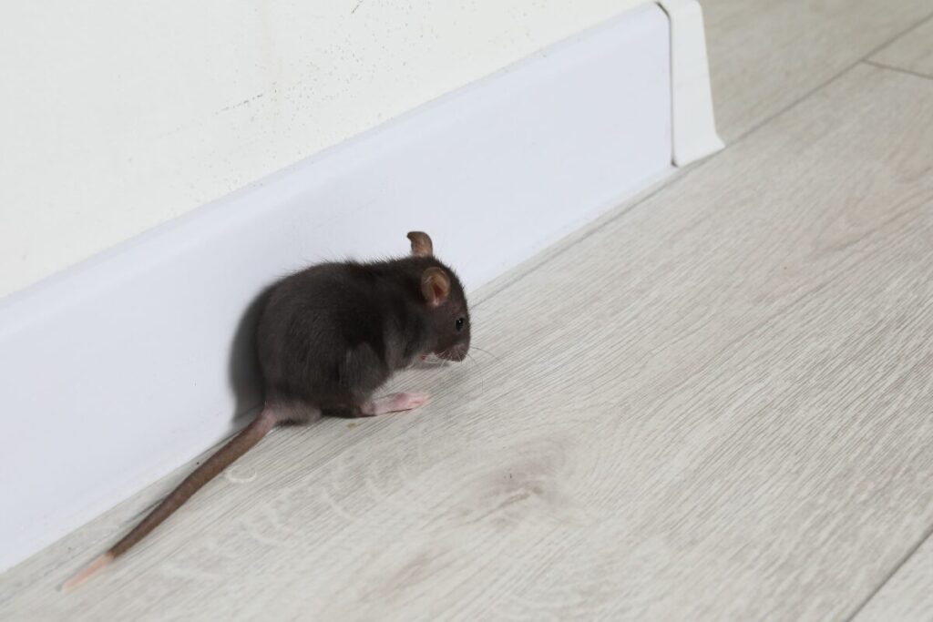 汚部屋女子の結婚
汚部屋では何が起きている
ネズミの写真