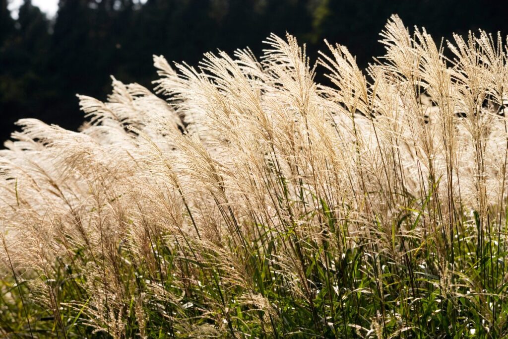 十五夜を彩るアイテム
ススキ