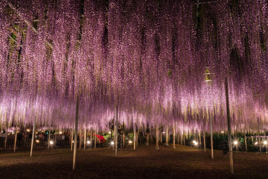 あしかがフラワーパーク(栃木県)