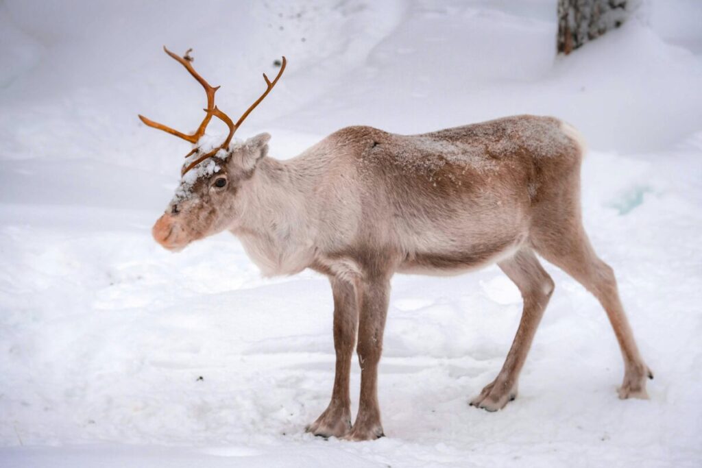 サンタさんって誰？
悪魔のしもべ
トナカイ