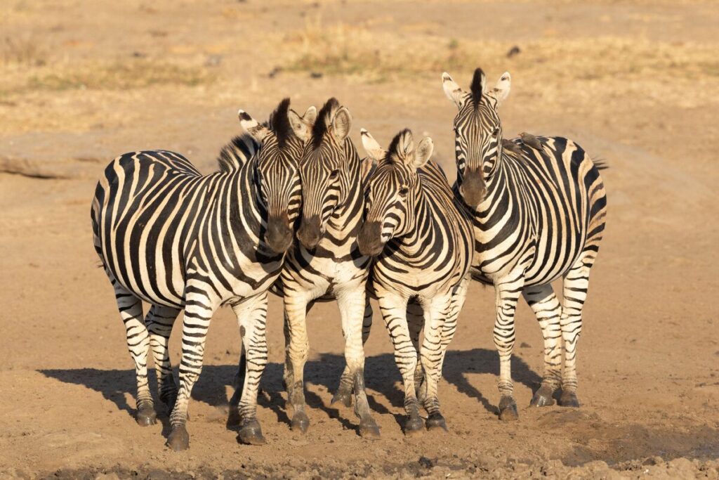 いってきました!大人数な婚活パーティー
人間サファリパーク
シマウマの写真