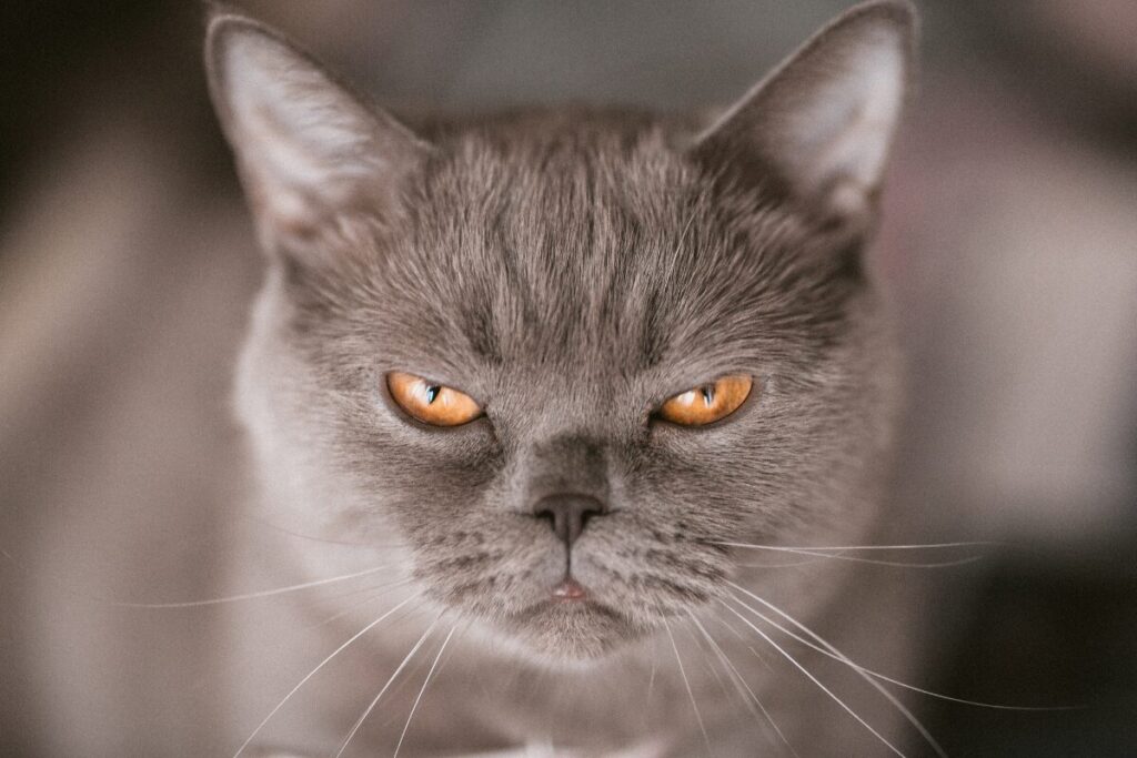 縁結びの神様に会いに行こう
荒ぶる神しかいない
コワい猫の写真