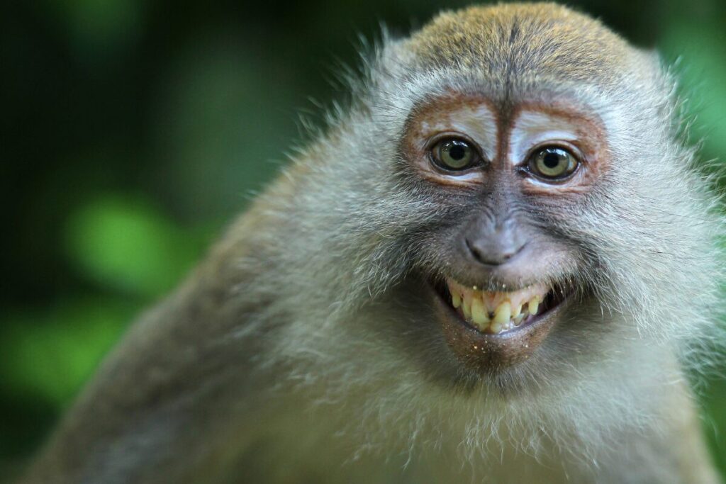 我何故に生まれ、我何故に生きるのか？
生物の目的
人を馬鹿にする猿