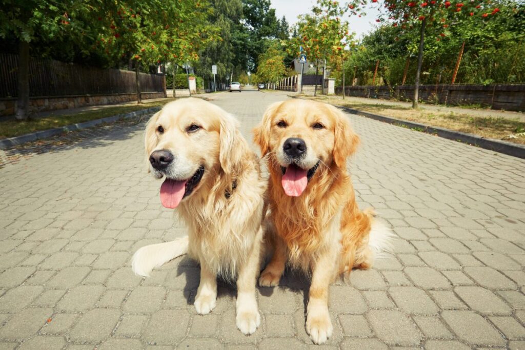 恋愛はコミュ力が全て
交際相手に望むこと
犬のカップル