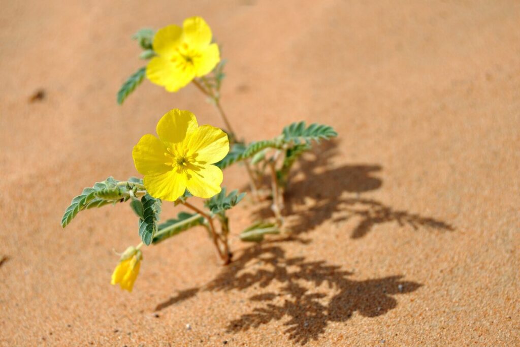 美しい中年とは?
日々の生活に潤いを
砂漠に咲く花