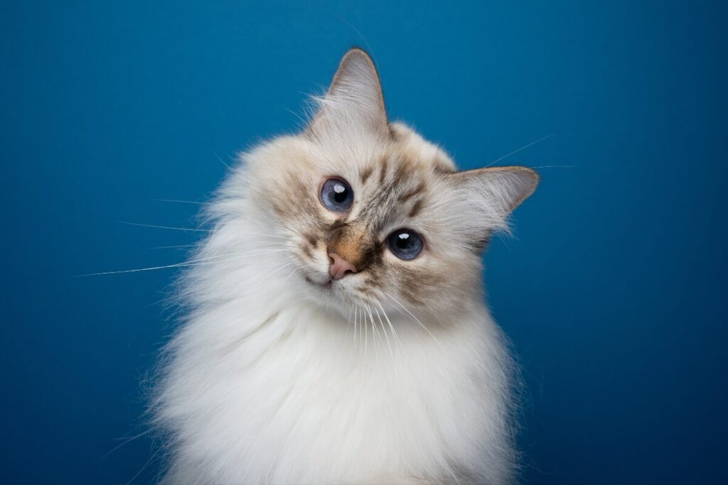 戦争なんて賛成する人いる？
何か間違えちゃった？
首をかしげる猫