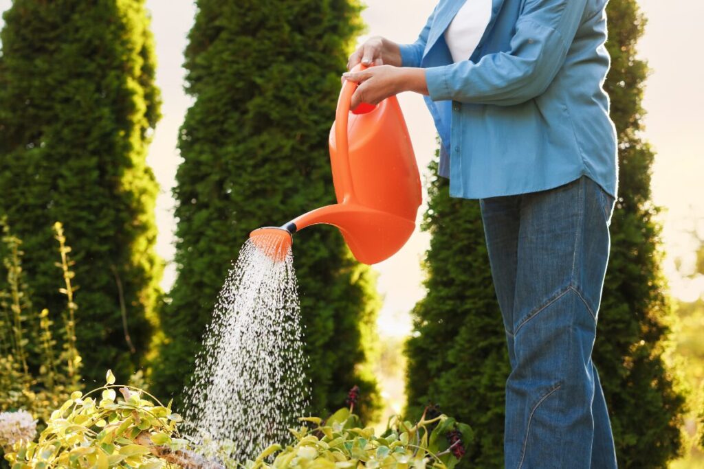 愛妻家を育てる
水はこまめに与えましょう
じょうろで水を与える女性