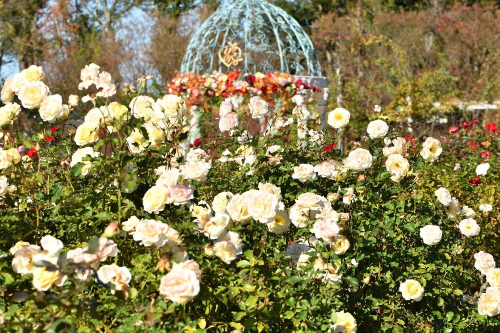 愛妻家を育てる
美しい見た目
美しいバラ園