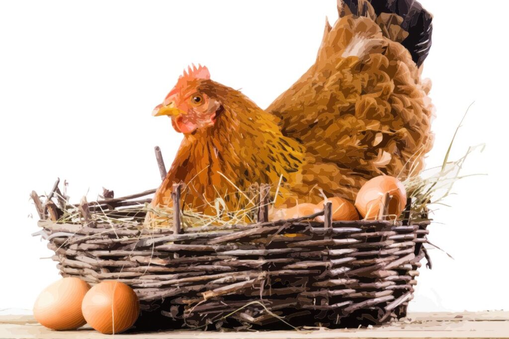 全ての疲れは目に通ず
鶏が先？卵が先？
鶏と卵